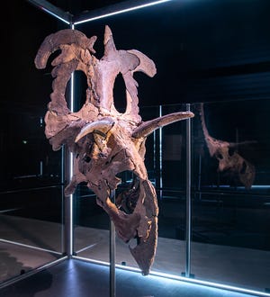 The reconstructed skull of a new species of dinosaur, Lokiceratops, is on display at a museum in Denmark after it was assembled, identified and named by a team of researchers led by Colorado State University faculty member Joseph Sertich and University of Utah professor , Mark Loewen.