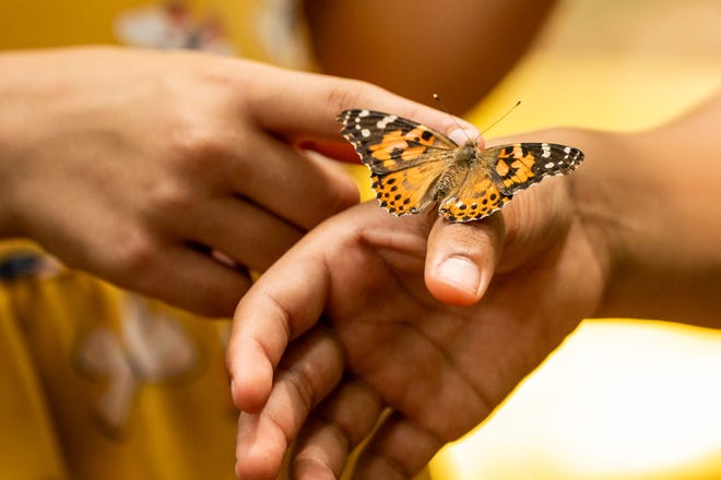 A painted lady butterfly visits some children at the Tenafly Nature Center in Tenafly, New Jersey on July 5, 2024.