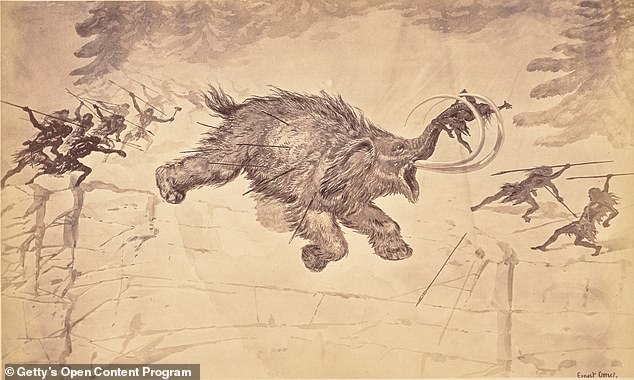 Scientists have long debated why woolly mammoths, giant sloths and 44 other giant plant-eating 'megaherbivores' went extinct starting about 50,000 years ago.  Above, an engraving by Ernest Grise of prehistoric man hunting a woolly mammoth